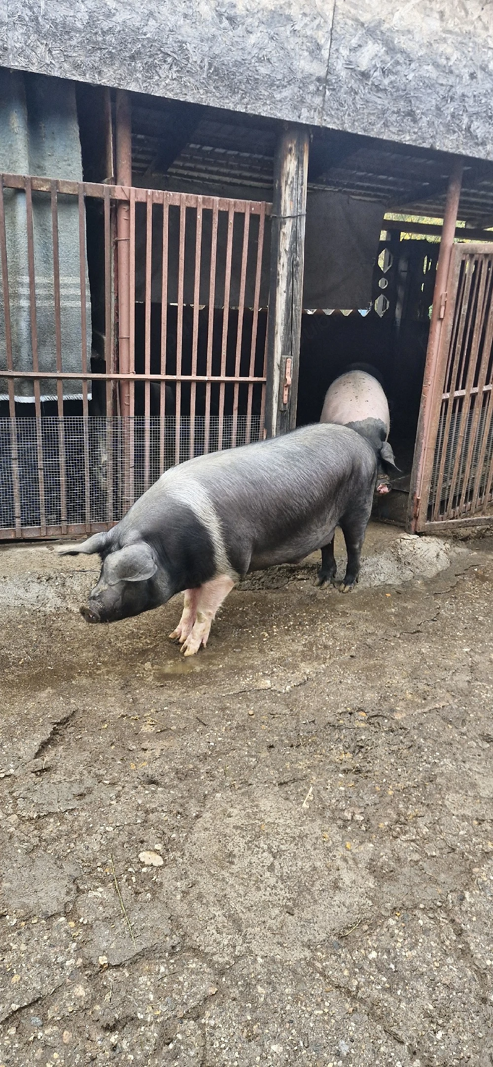 Vând porc bazna pentru sacrificat