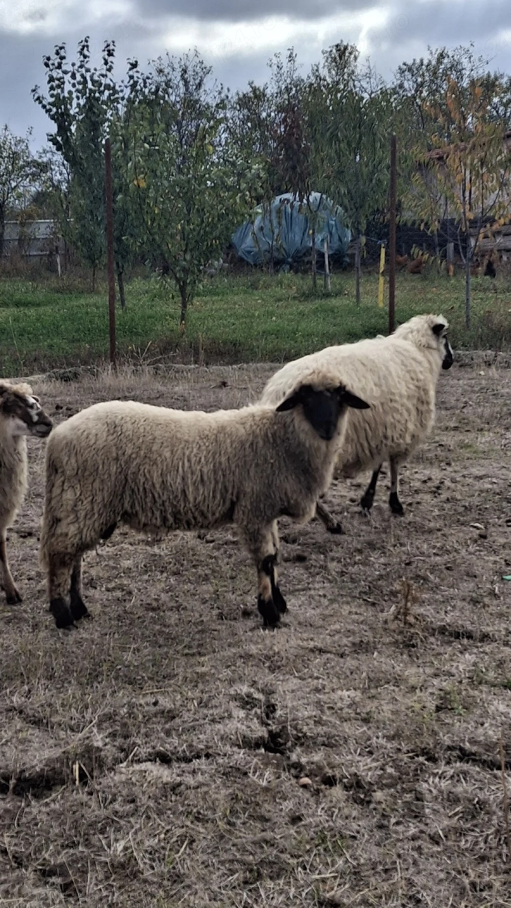 Vand berbecuti