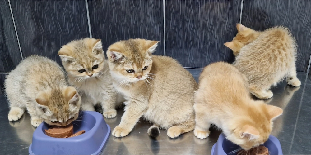 British shorthair 