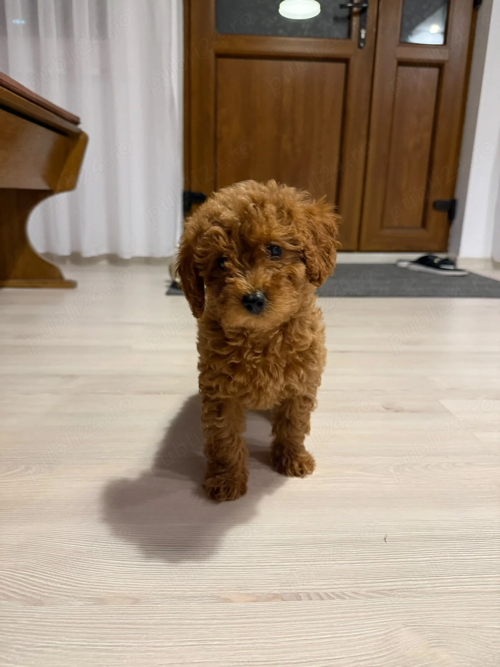 Caniche Pudel roșcat miniature toy