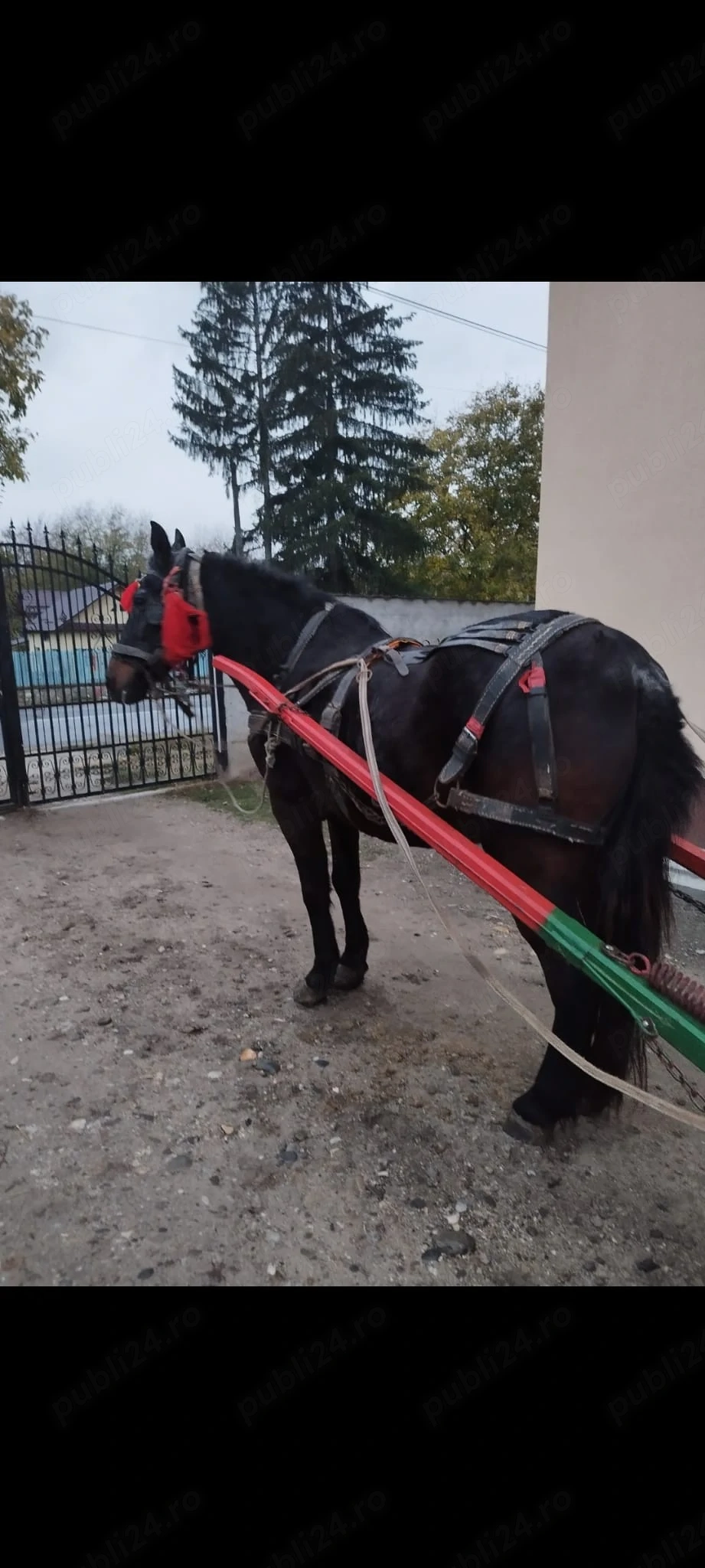 vând cal castrat 