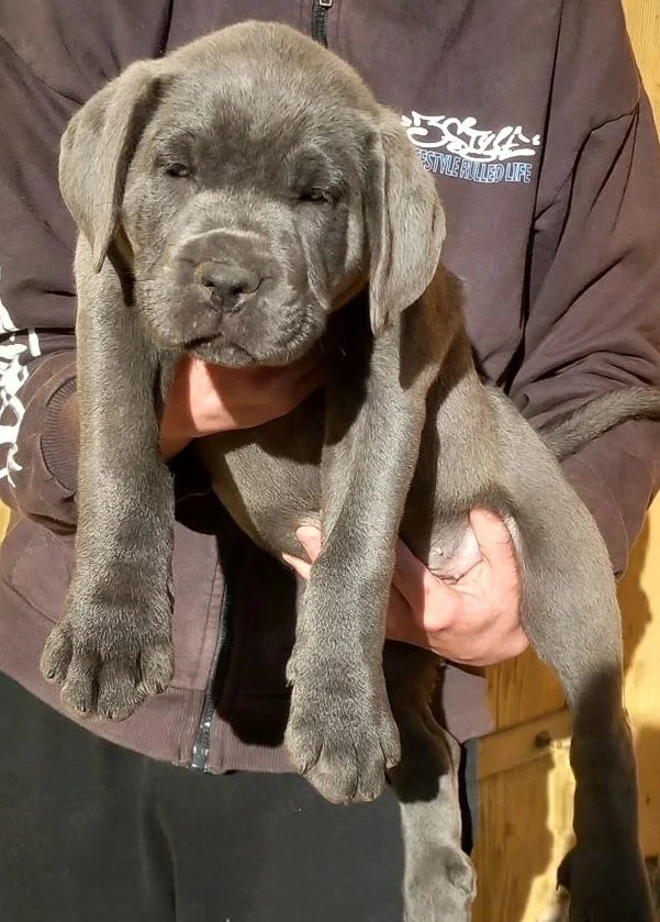 Mascul Cane Corso 