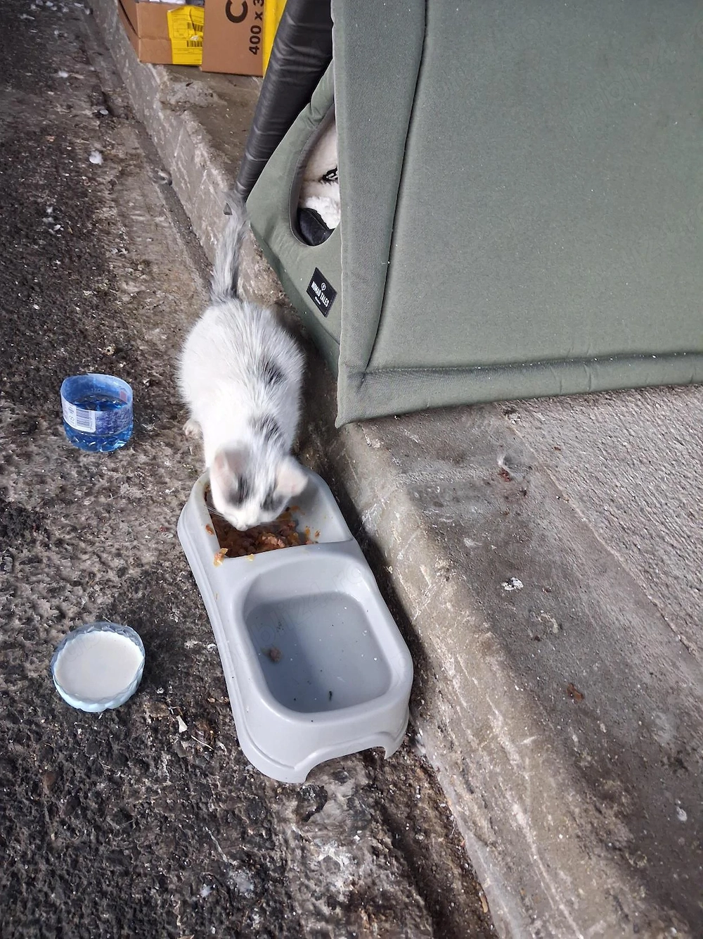 Pisicuta spre adoptie 
