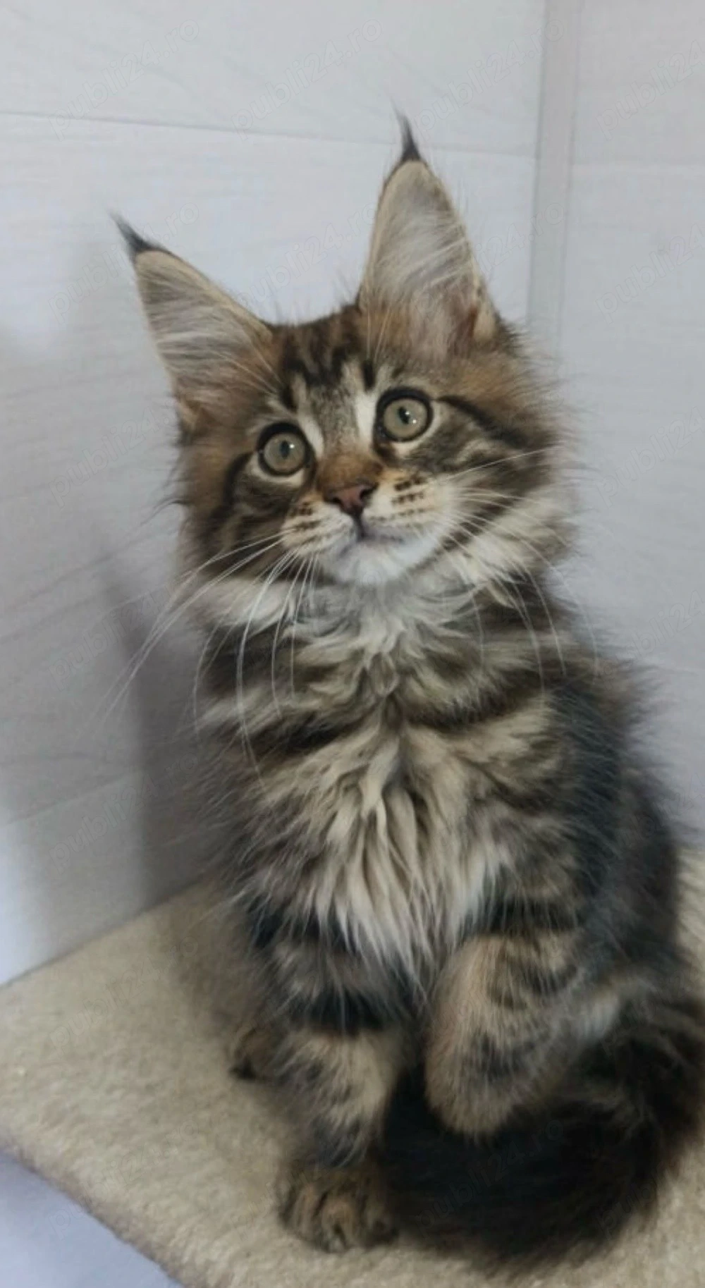 Maine Coon puiut 
