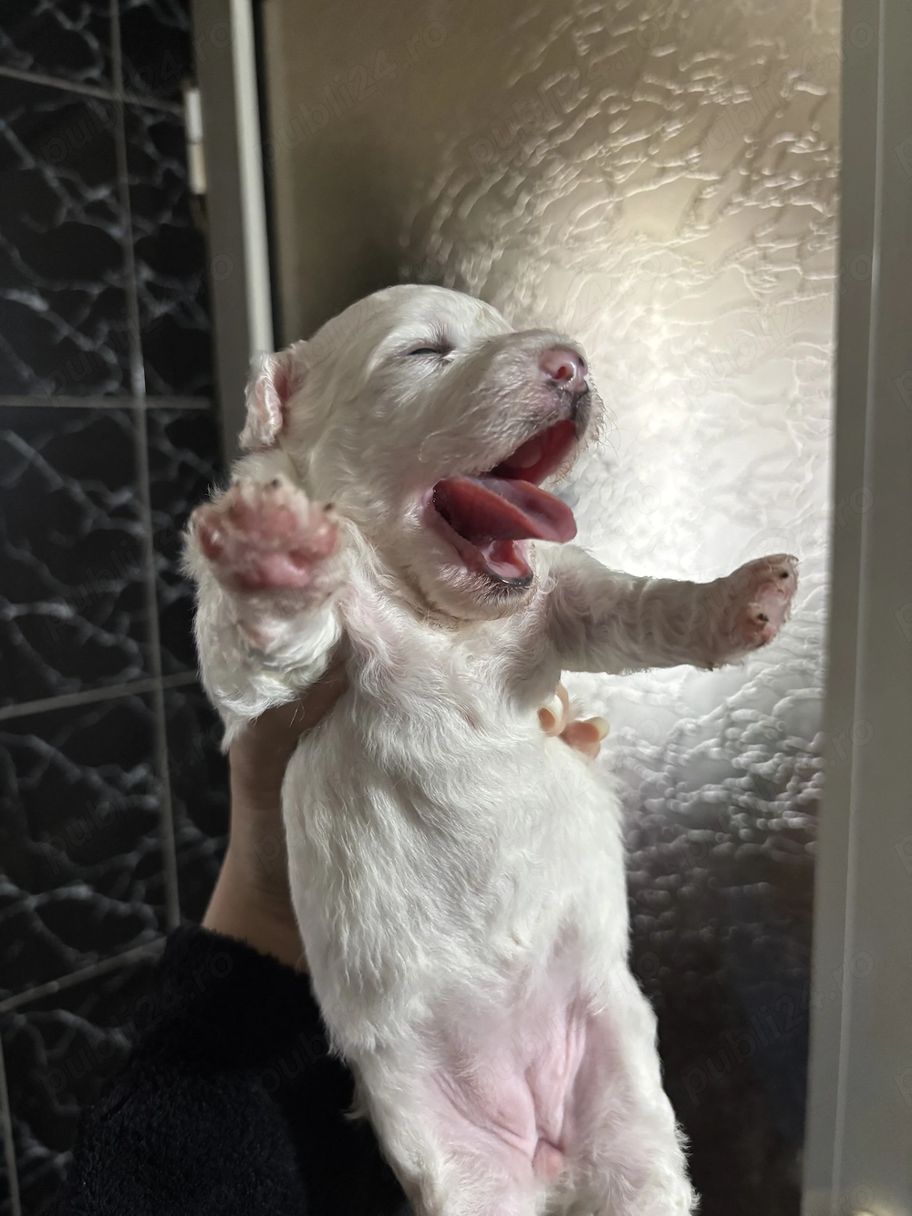 Bichon Frise vânzare 