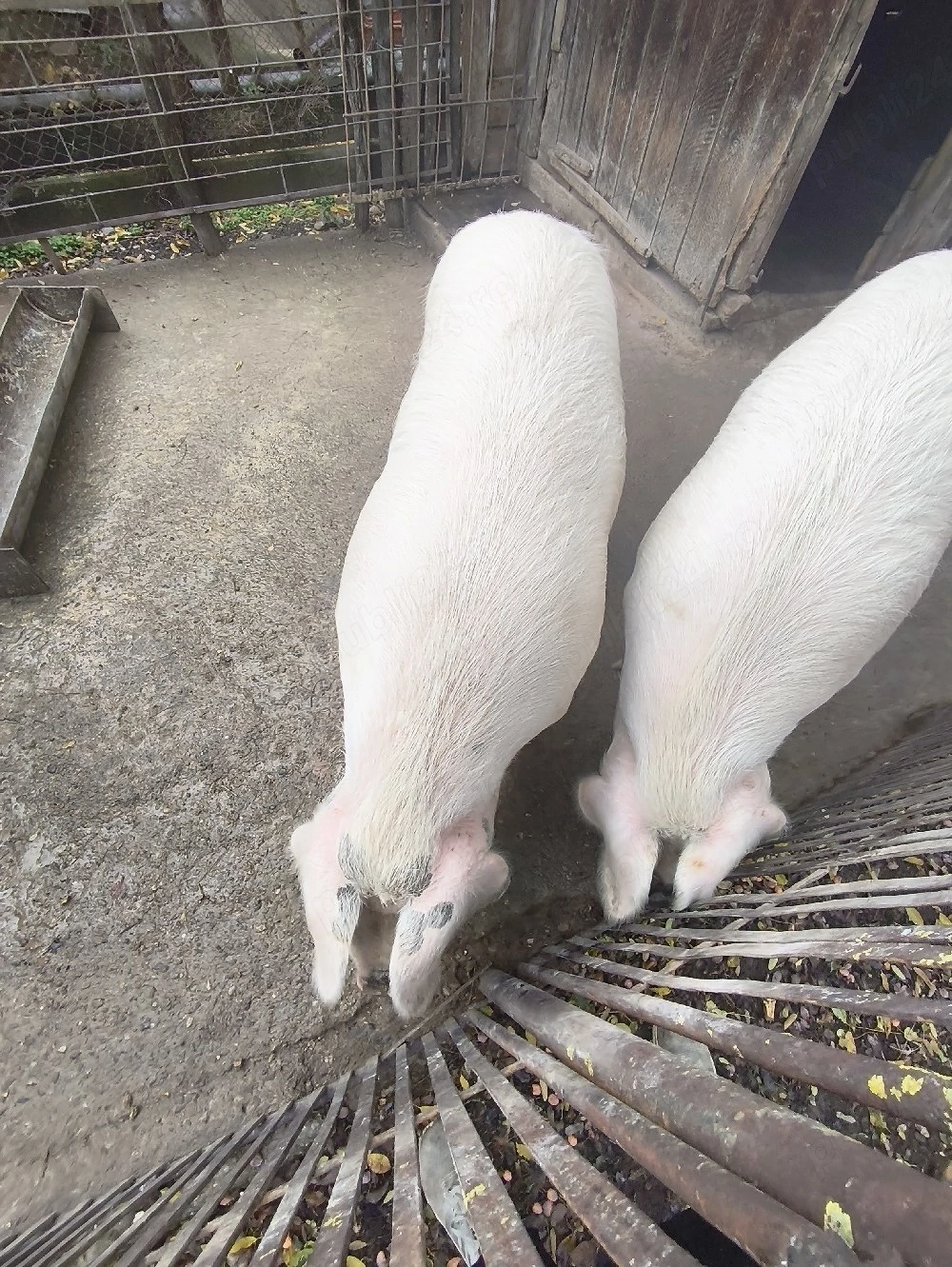 vand porci