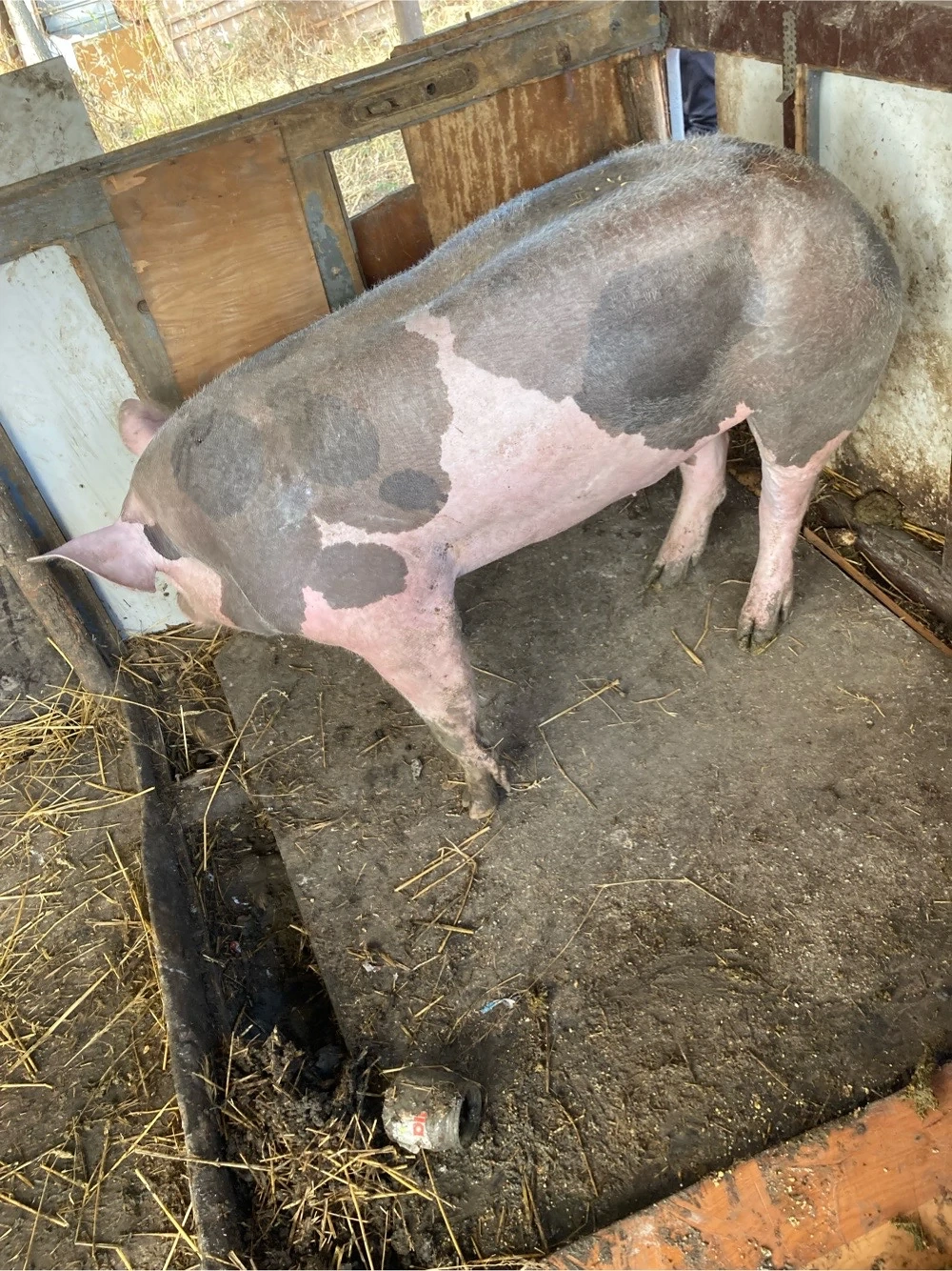 pertrain belgian pur bun de monta 