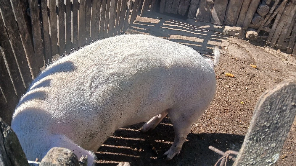 porc de vânzare