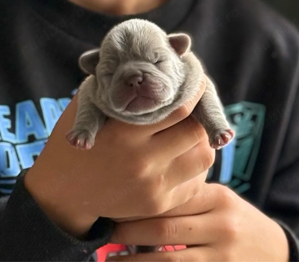 Femele Bulldog