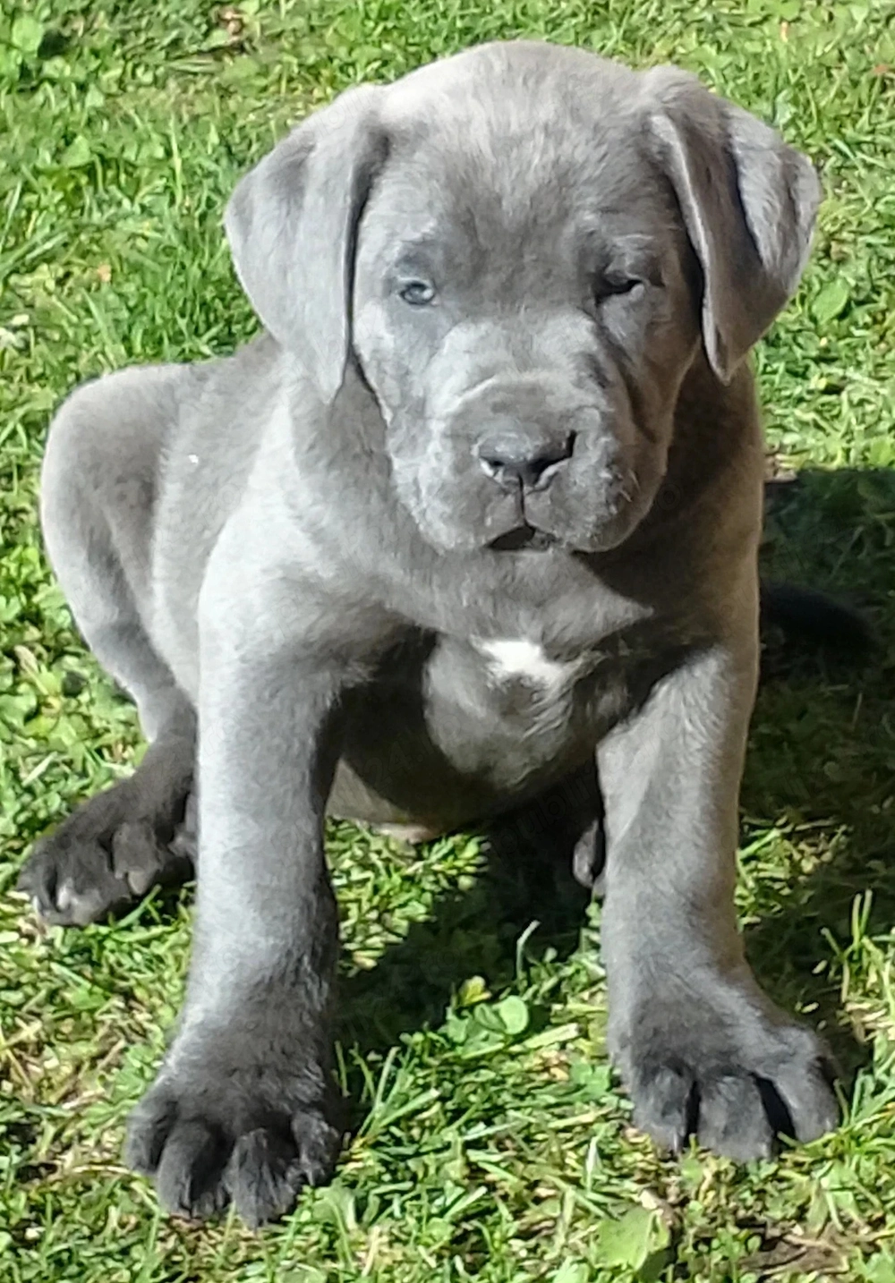 Mascul Cane Corso 