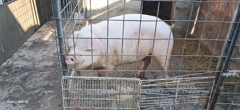 Porc de vânzare 