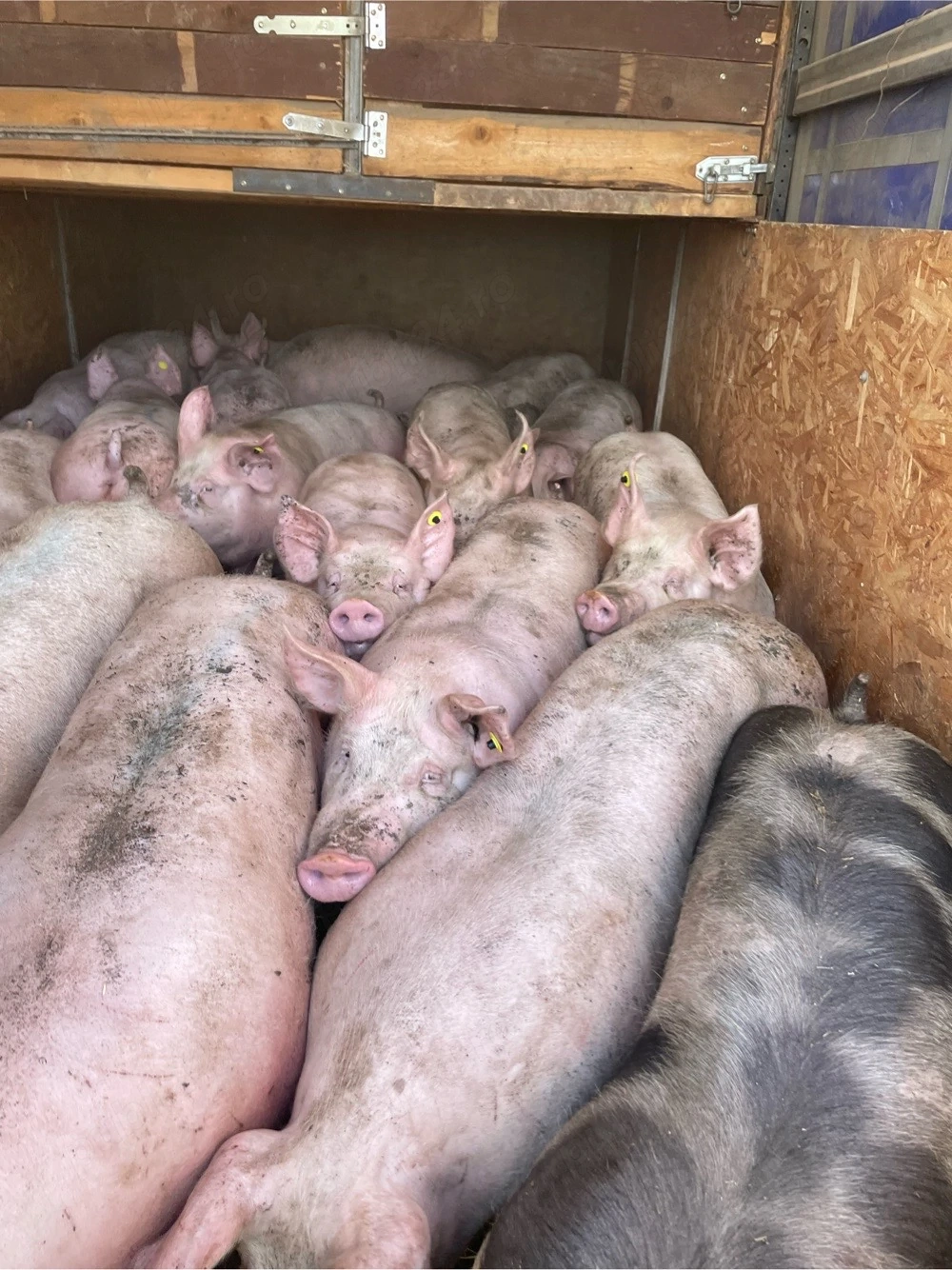 de vanzare 150 180 de kg pret 11 lei kg 