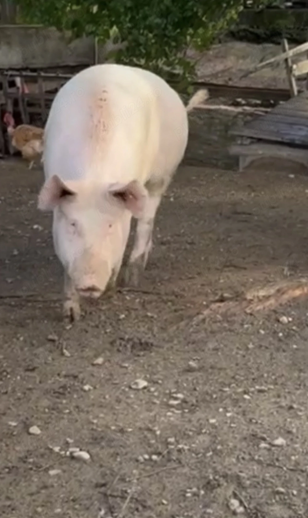 Porci de carne vand