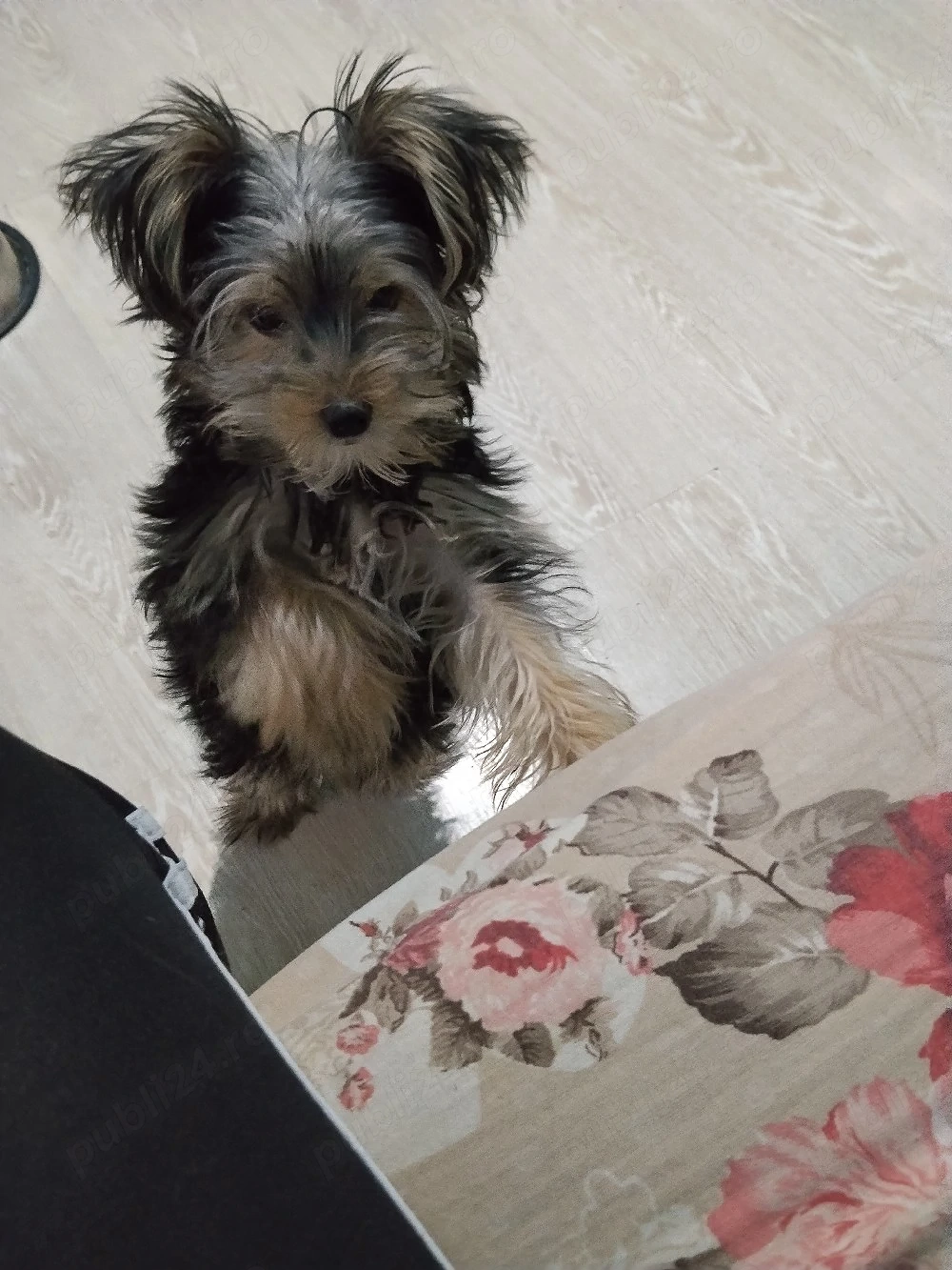 vând cățel Yorkshire terrier