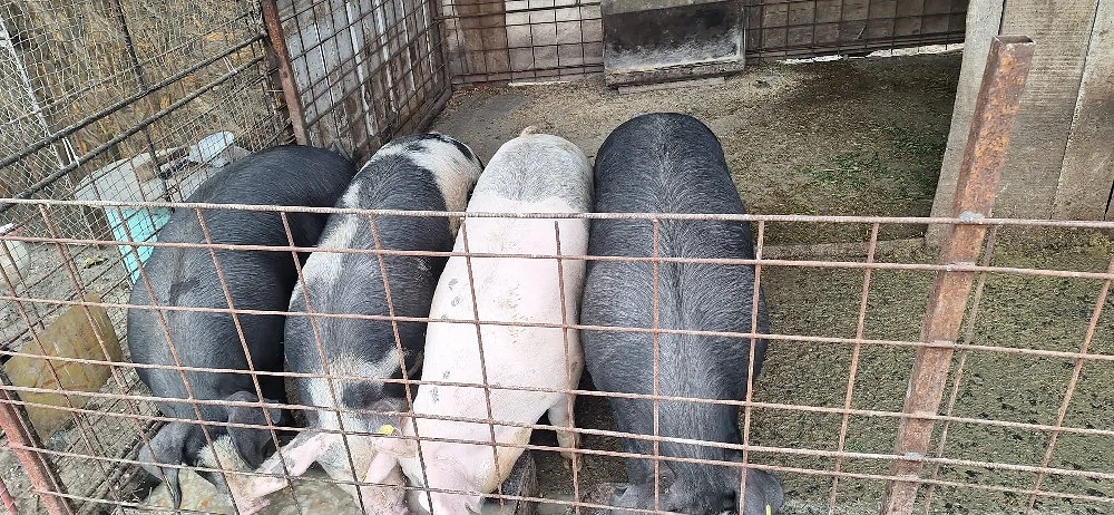 porci grasi intre 140 si 180 de kg..