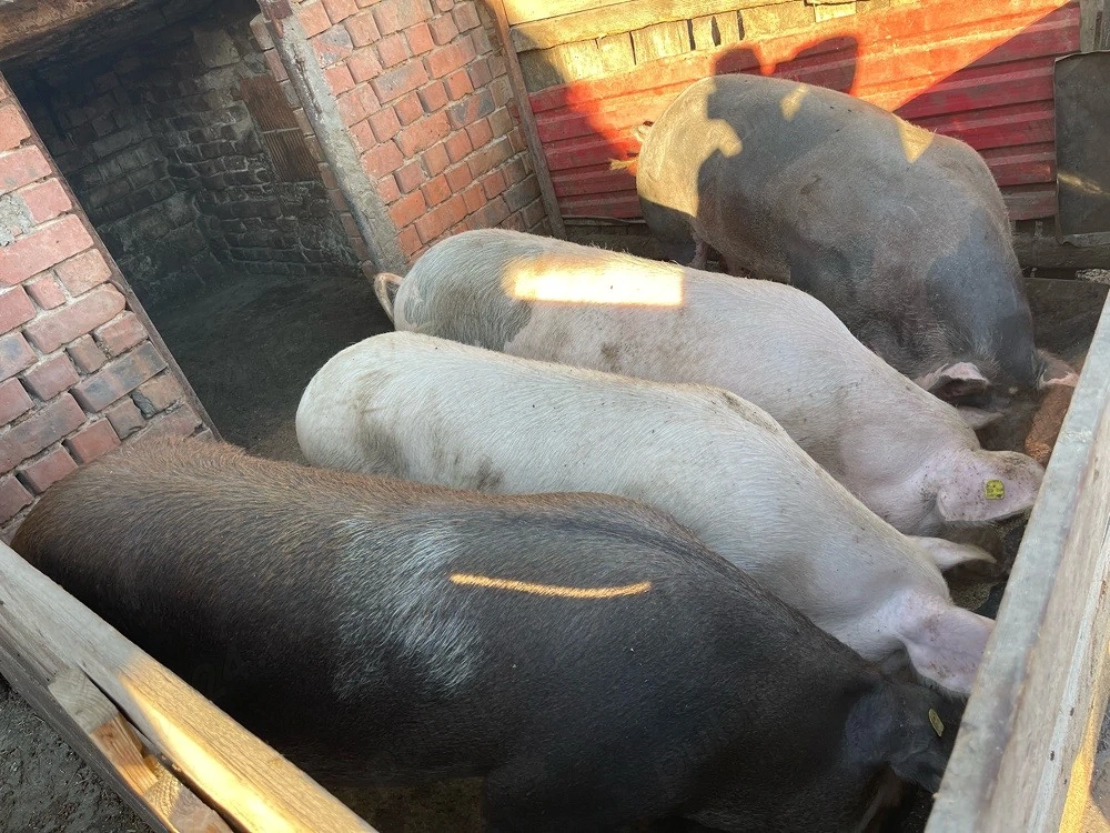 porci de vanzare 