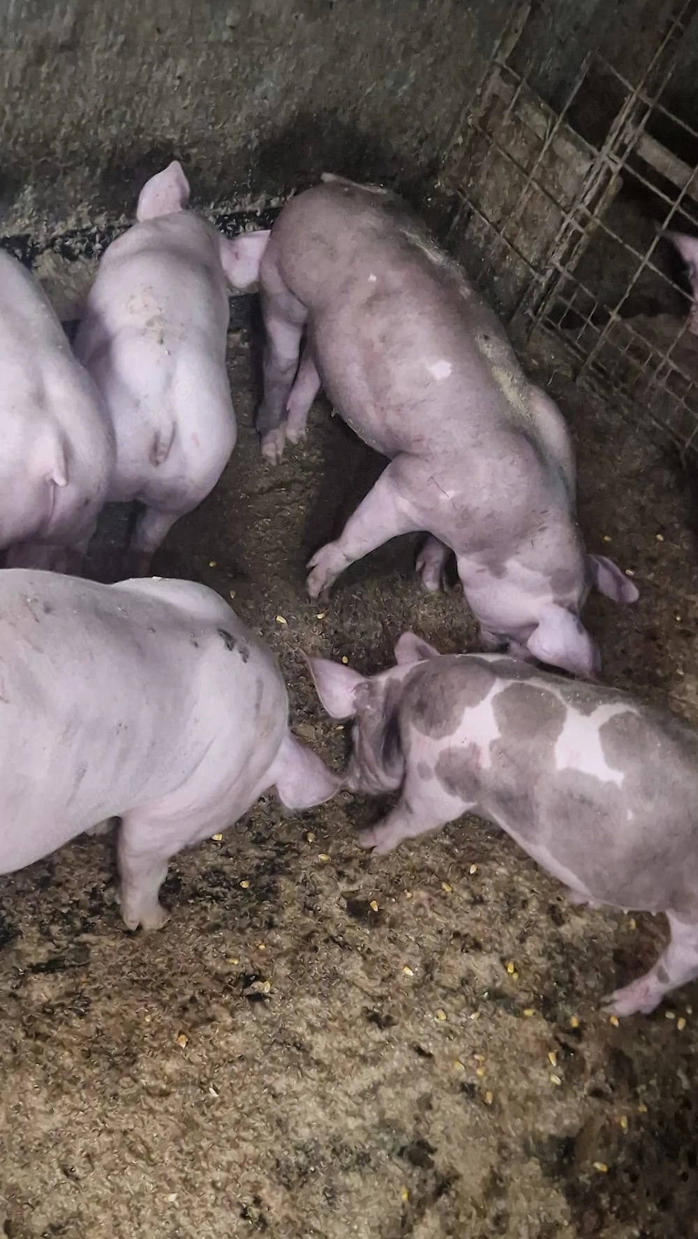 Vand porci