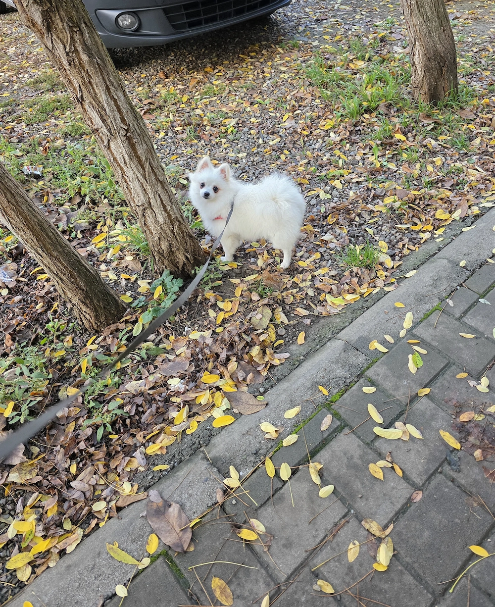 Pomeranian femelă
