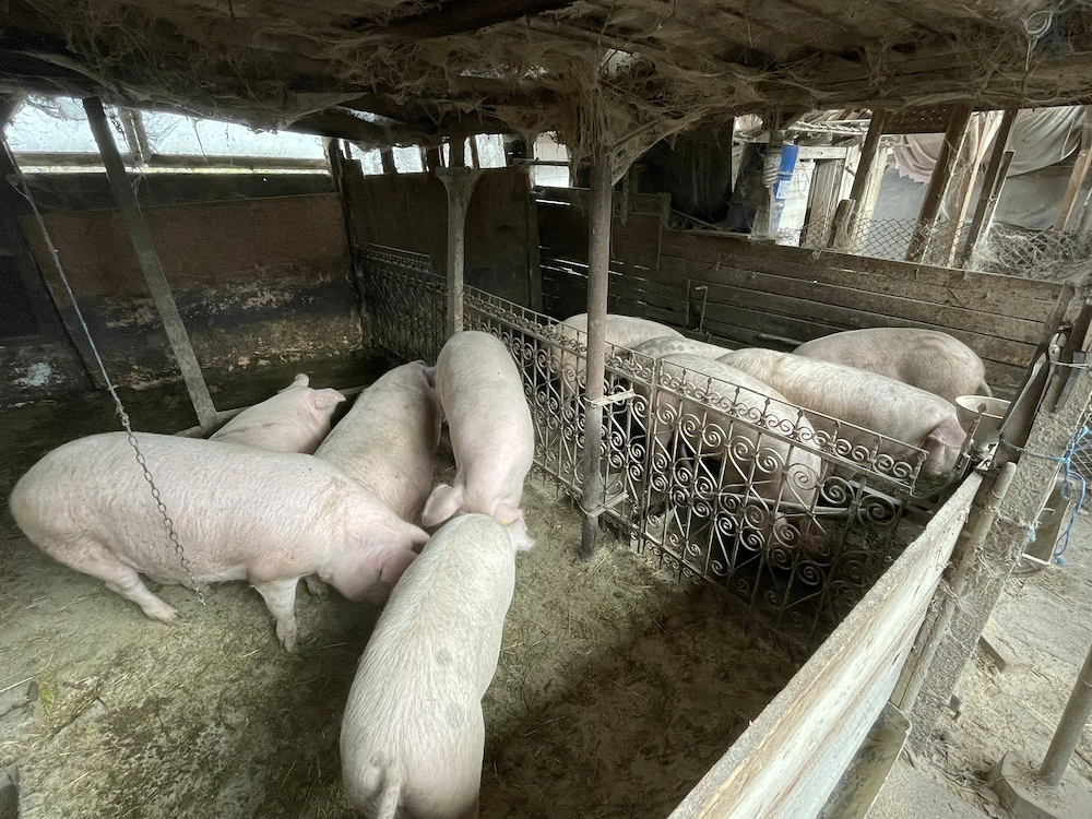 Vând porci pentru sacrificat 