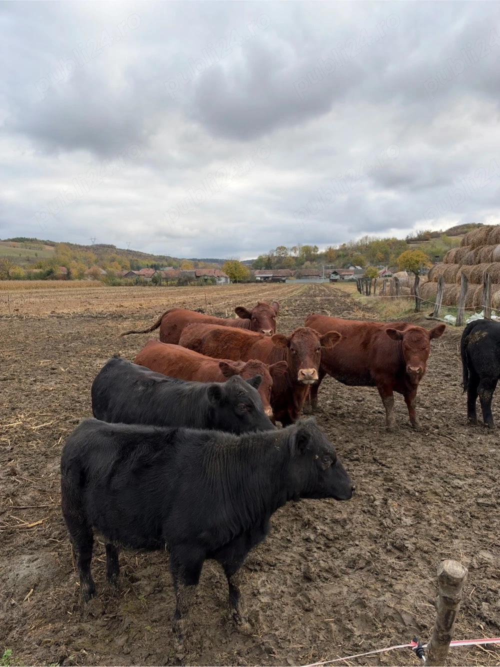 Viței și juninci Aberdeen Angus 