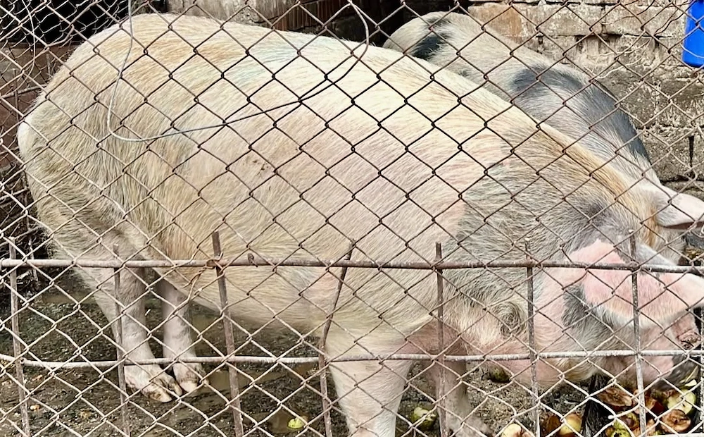 Vand porc de carne