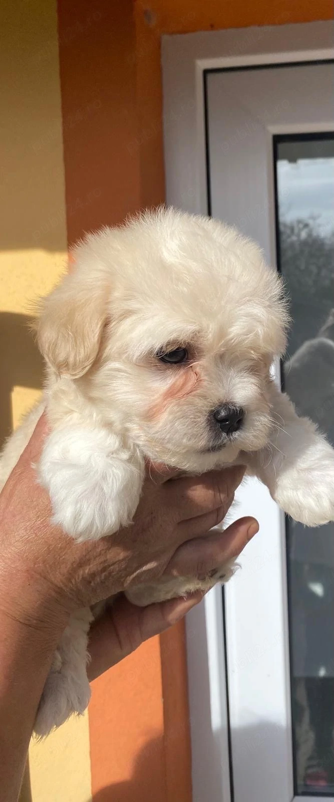 Bichon catel