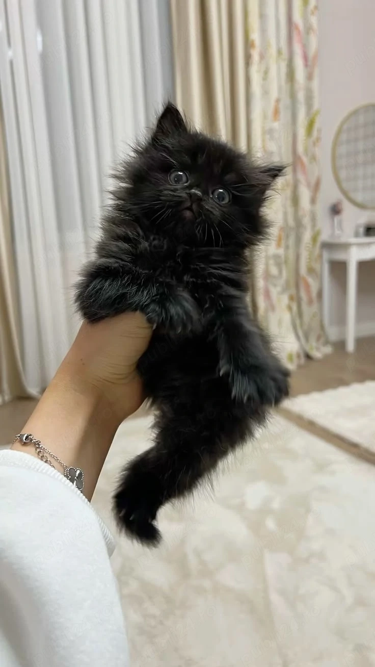 Maine coon baietel dispinibil