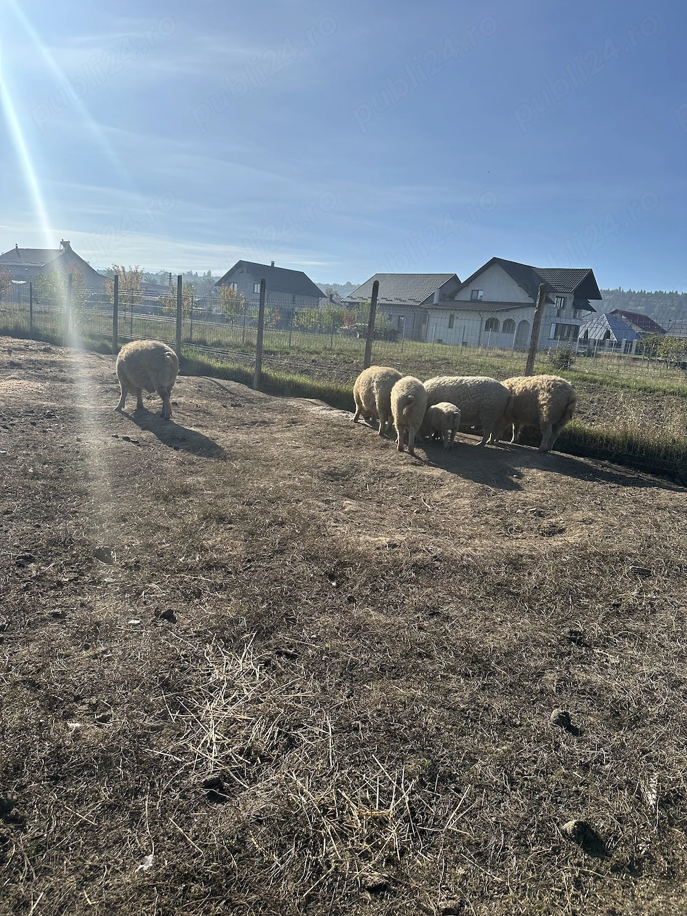 Vind porci mangalița crescuți în libertate