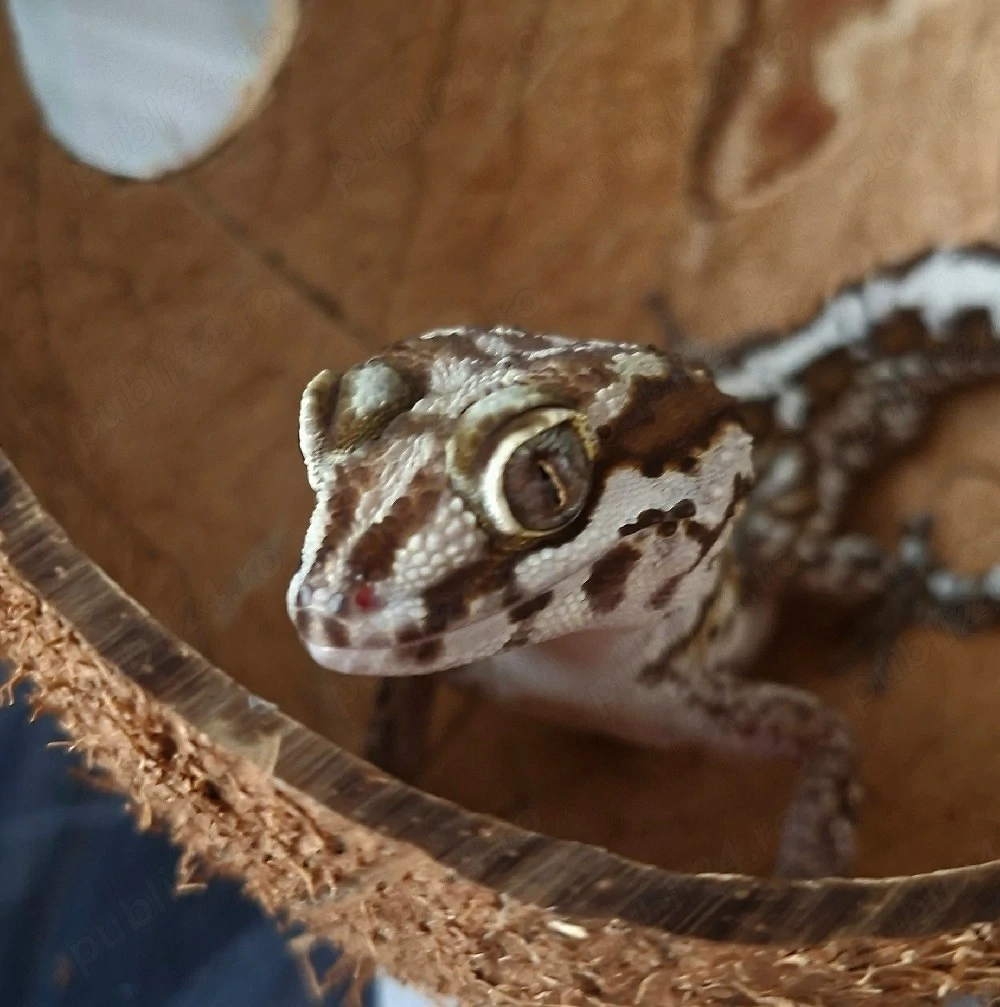 Vand Gecko Pareodura Picta (Panther gecko) - Mascul Adult
