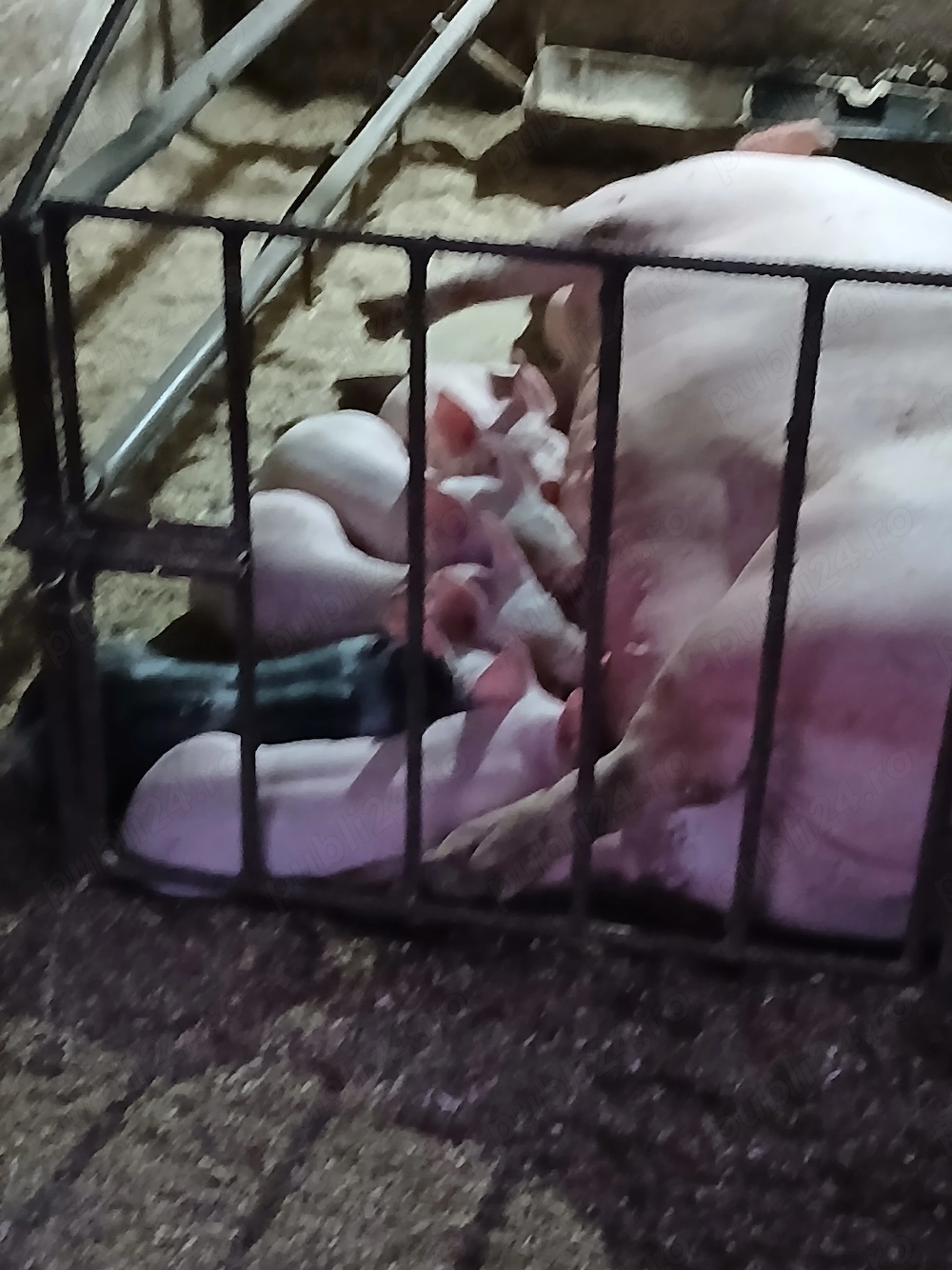 Porci de vînzare