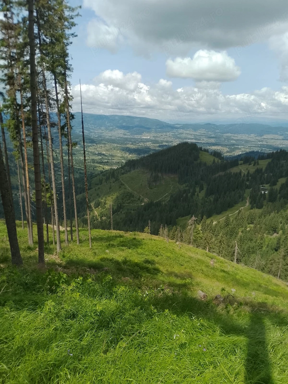Vând teren pădure în Bucovina 