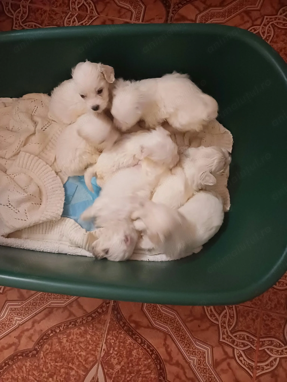 Caini Bichon Maltese