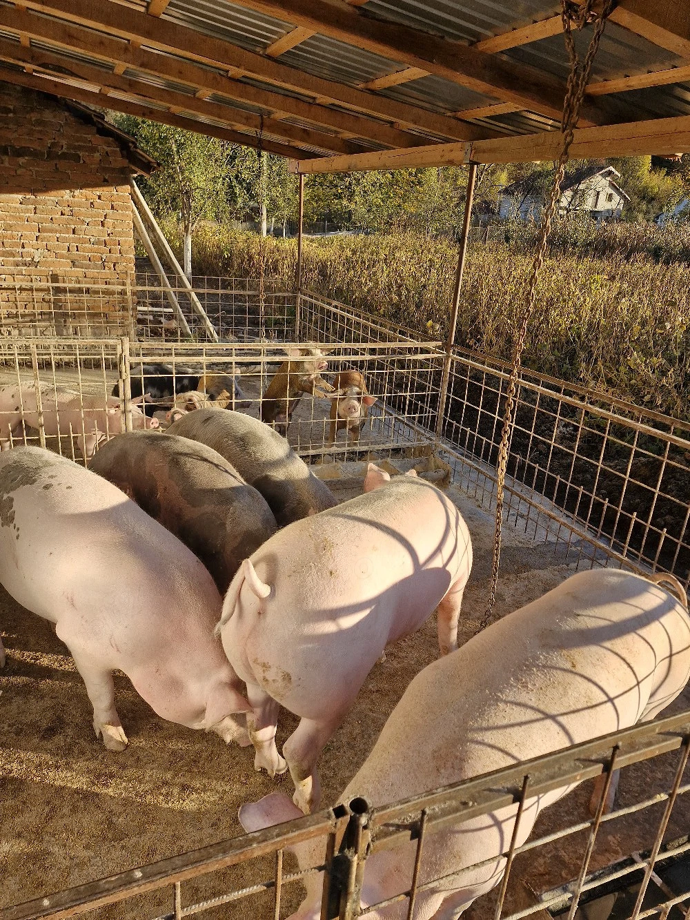 Vând porci