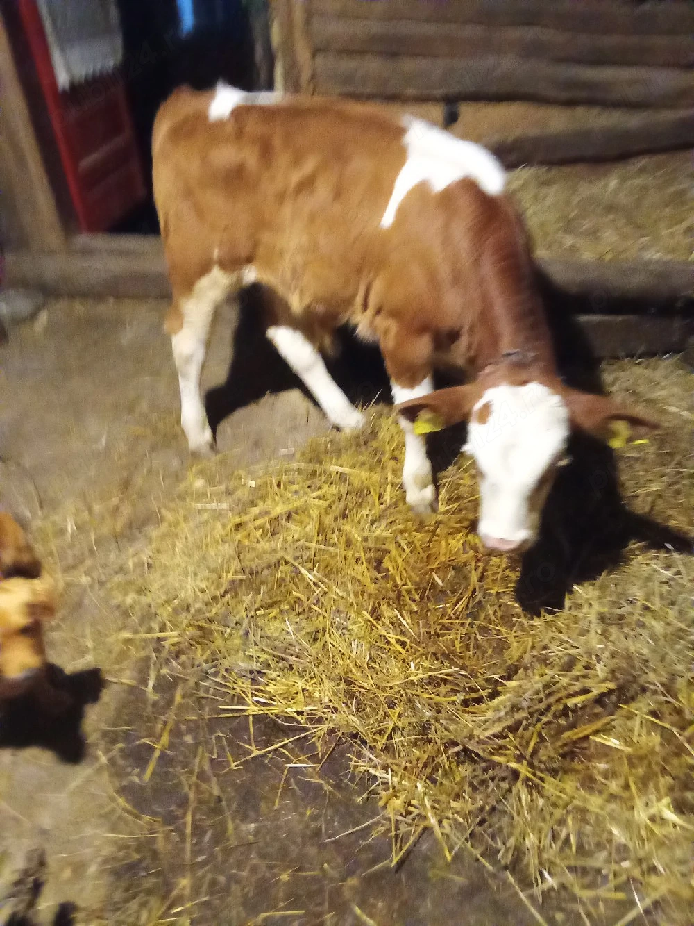 Vând vițel tăuraș 