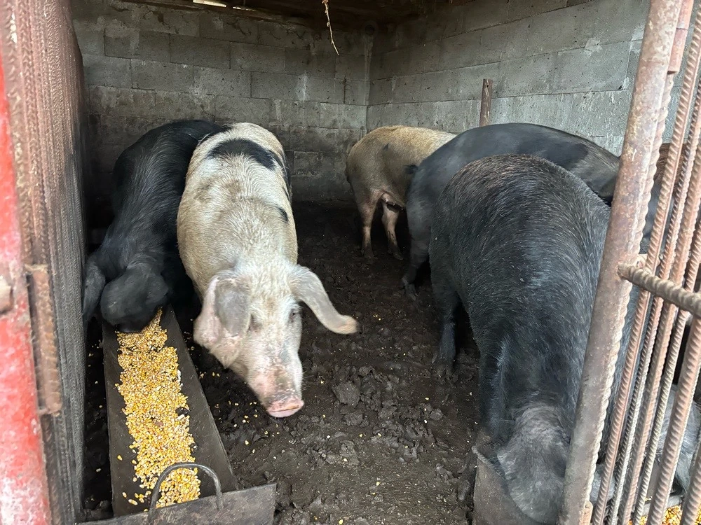 Vând porci diferite categoti !