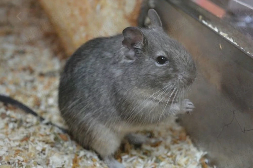 Donez Veverita Degu