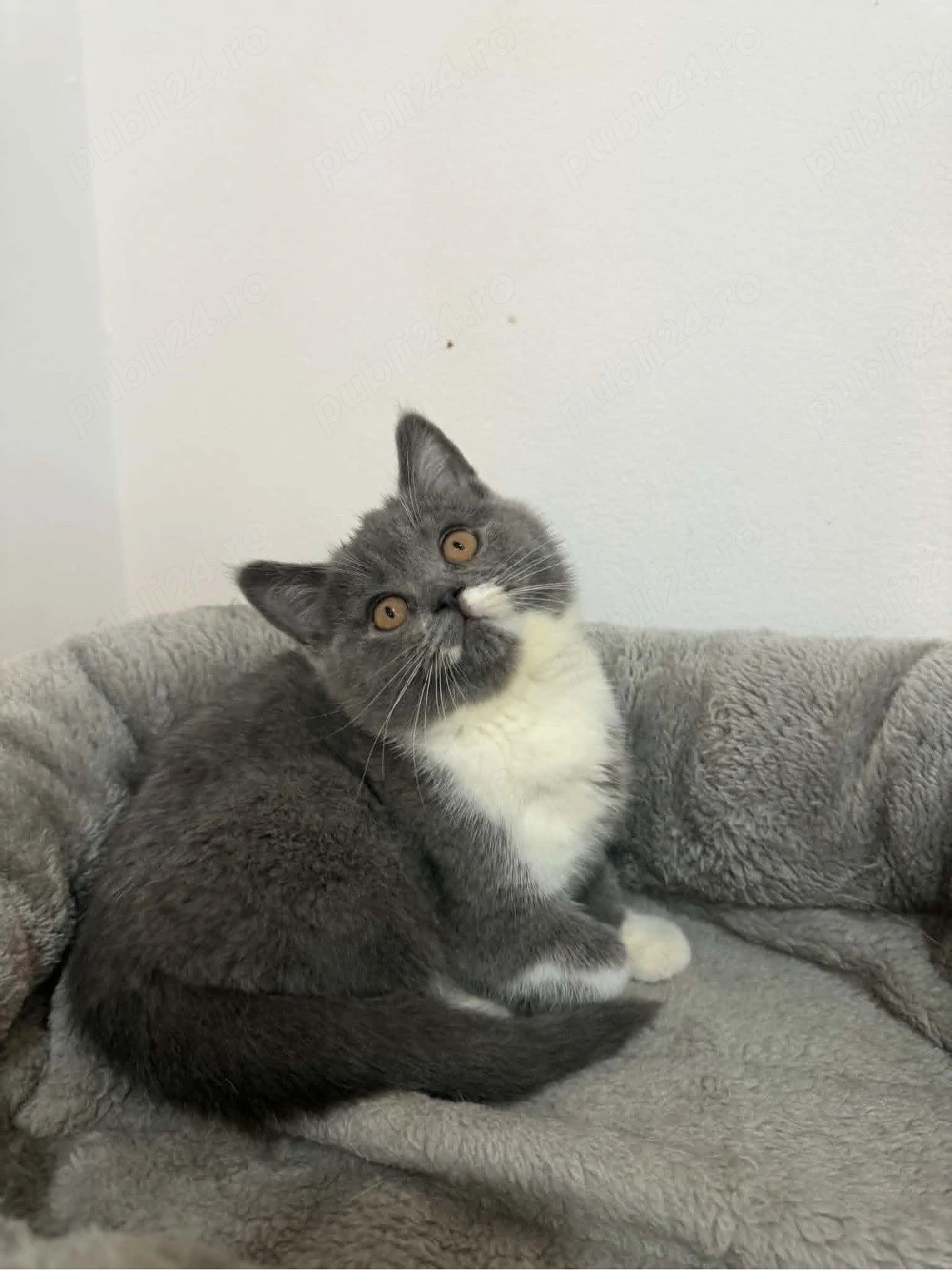 Pisică british shorthair