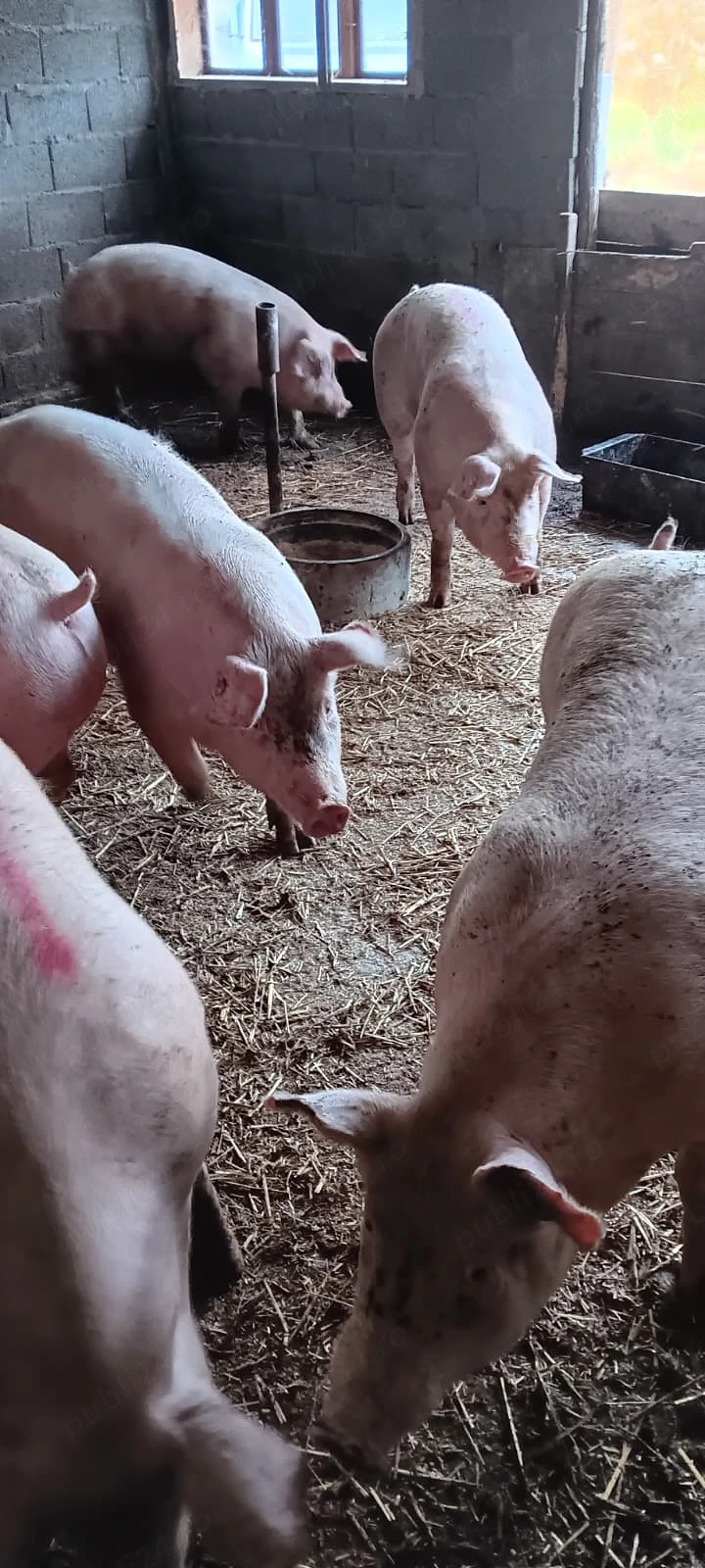Porcii de rasa de carne.