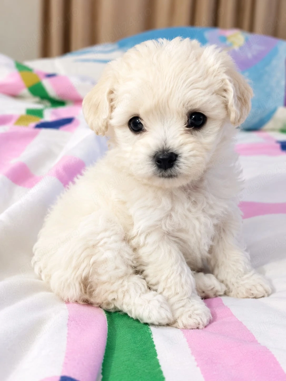 Bichon maltez Mini Toy cu deparazitare făcută.Cautam căsuța noua cu stăpâni iubitori