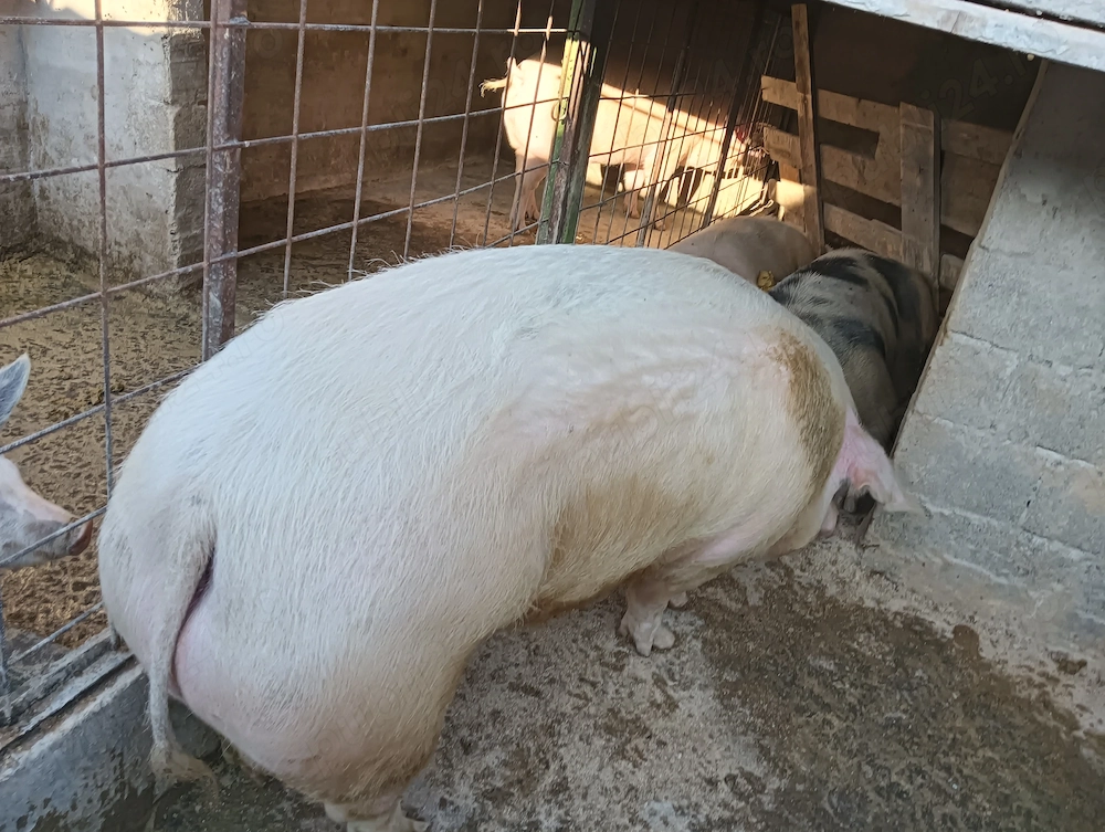 Vând porci grasi