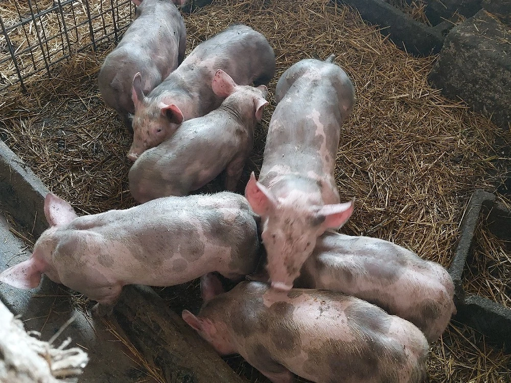 Vand purcei pietrean 6 saptamani