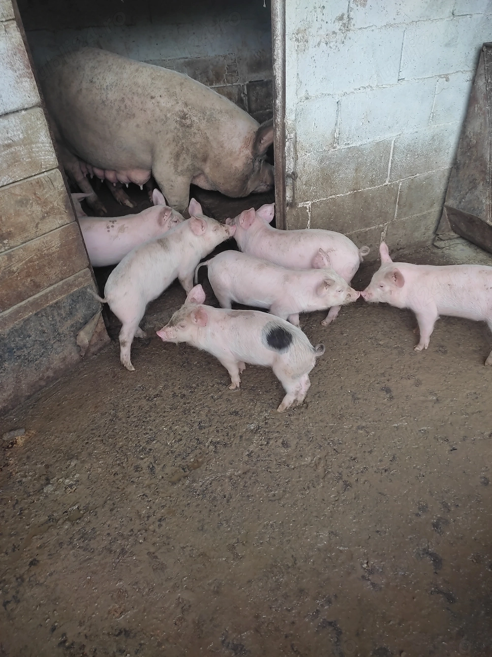 Purcei de vânzare de 8 săptămâni 