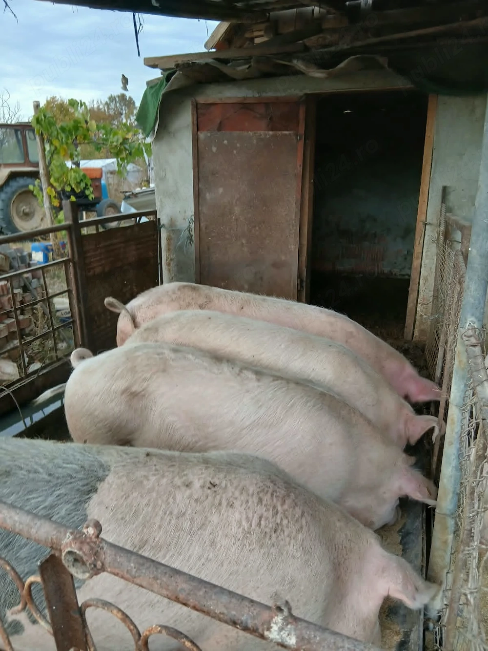 Vând porci rasa de carne 