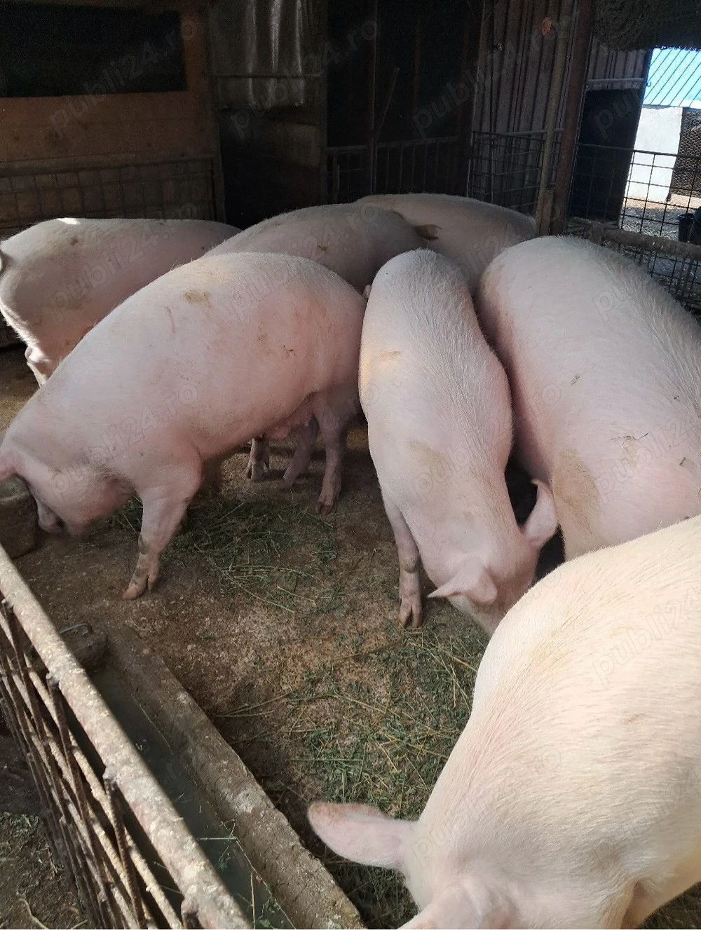 Porci de vânzare pentru Crăciun