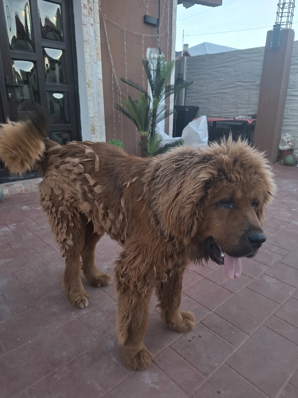 Vand Mastiff Tibetan