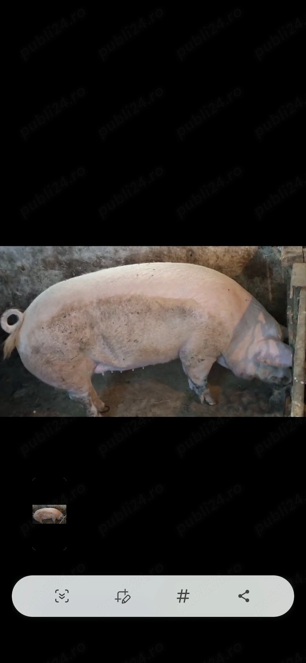 Purcea Landrace de vanzare 