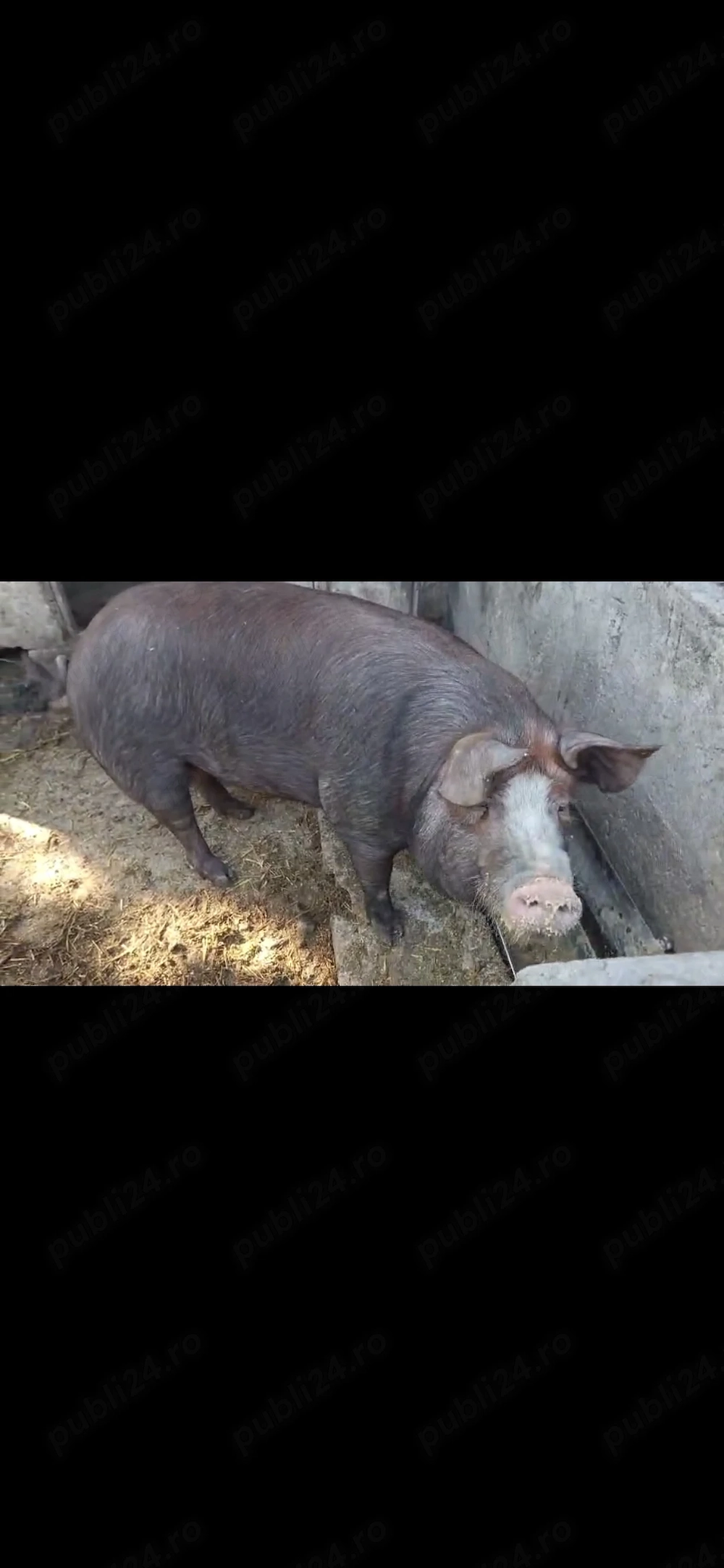 Purcea Metis Duroc