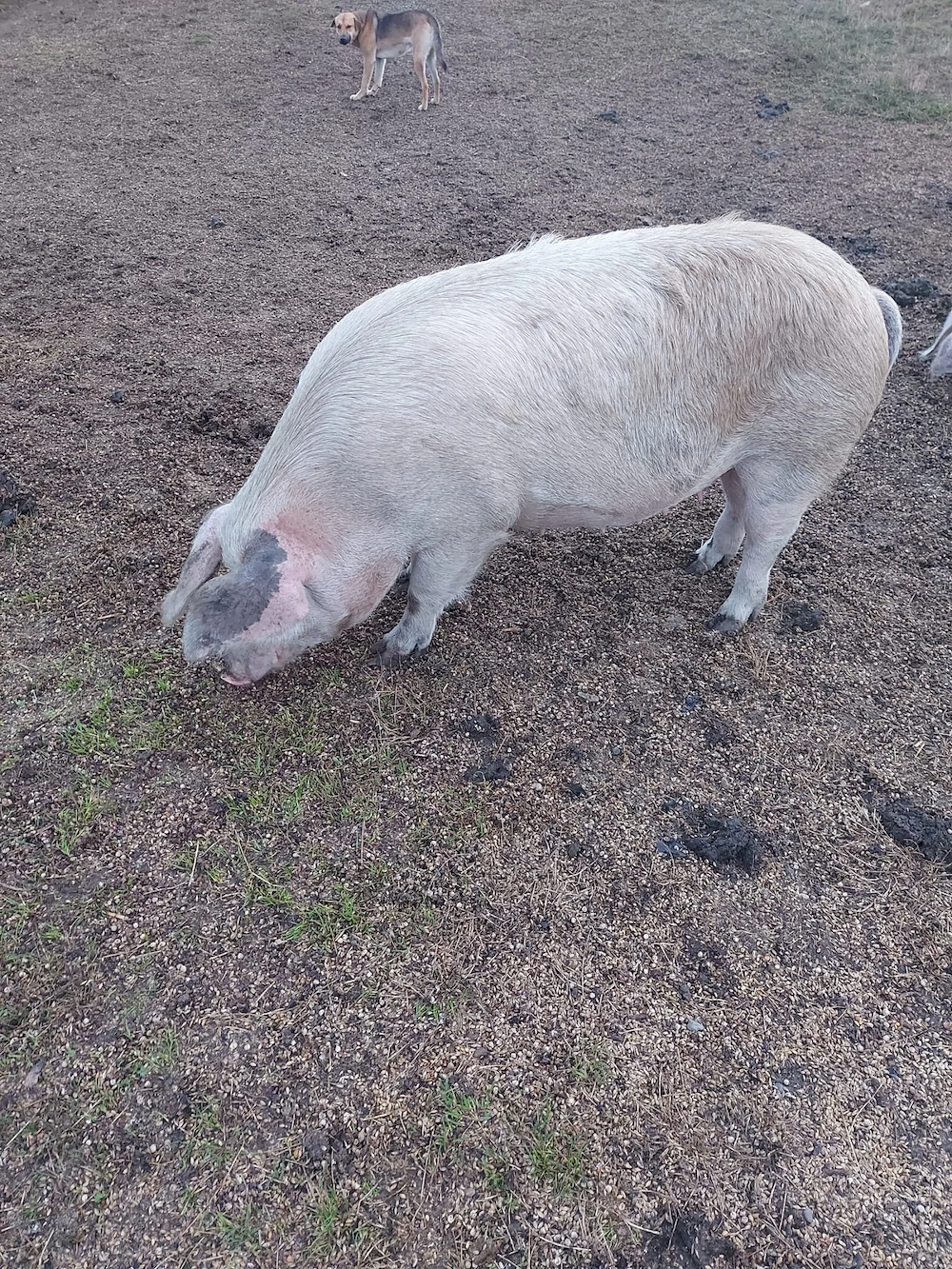 Porci de vânzare