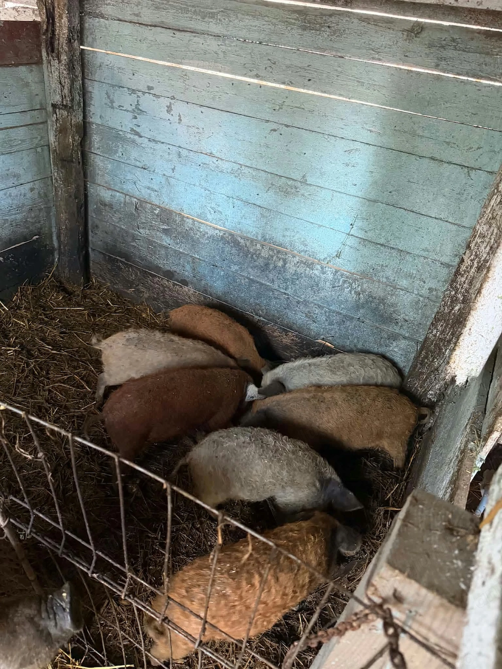 Porci mangalita de vanzare
