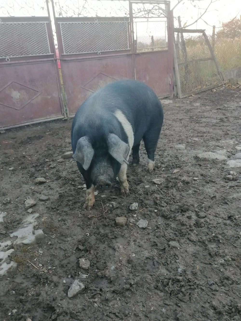 Vând porc gras crescut bio